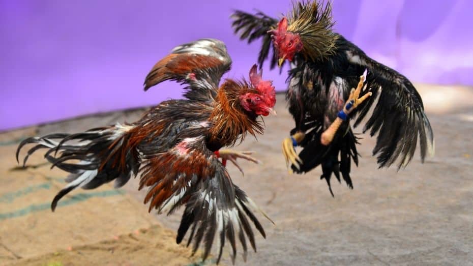 Introducing age old traditional cockfighting online sabong